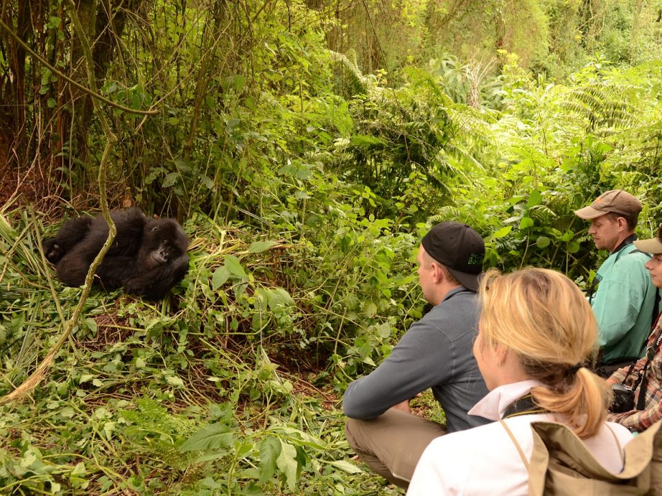 Gorilla Habituation Experience- Safari- Gorilla Trekking