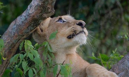 22 Days Wildlife & Primate Tracking- Tourist Attractions