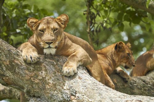 3 Day Queen Elizabeth Wildlife Safari- Wildlife Safaris