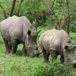 Ziwa Rhino Sanctuary- Big 5 Trips