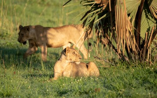 Murchison Falls Uganda 3-Day Safari-Murchison Falls National Park