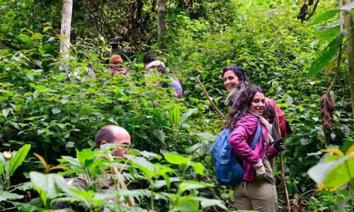 Nature Walks in Bigodi Wetland-