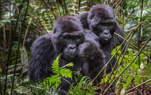 Bwindi Impenetrable National Park-Gorillas