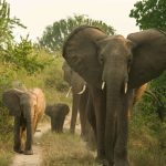 4 Days Queen Elizabeth National park-Uganda