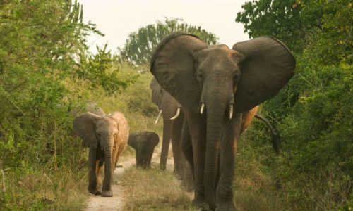 4 Days Queen Elizabeth National park-Uganda