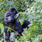 8 Day Uganda Safari from Kigali-Mountain Gorillas