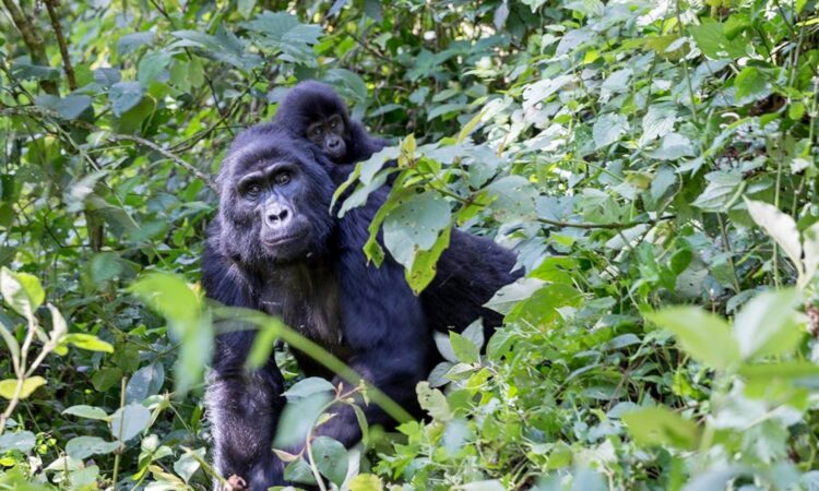 8 Day Uganda Safari from Kigali-Mountain Gorillas