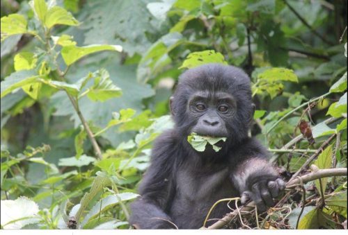 1 Day Gorilla Trekking Rwanda-Gorillas-Mountain Gorillas