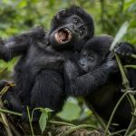 Gorilla trekking tours in Uganda- Gorillas