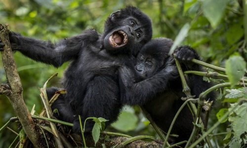 Gorilla trekking tours in Uganda- Gorillas