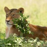 5 Days Uganda Wildlife Safaris