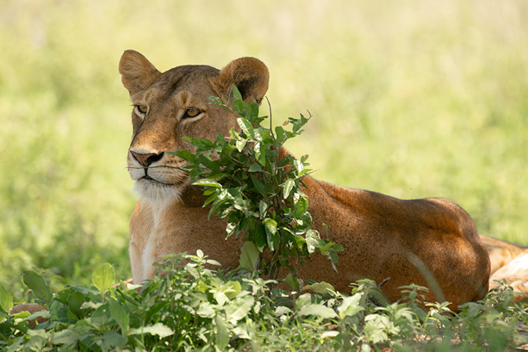 5 Days Uganda Wildlife Safaris