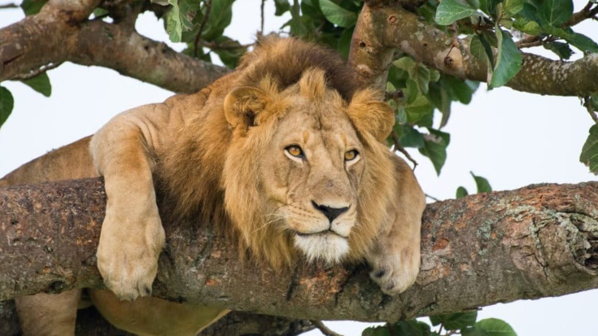 Tree Climbing Lions of Ishasha-Lions in Uganda