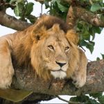 Tree Climbing Lions of Ishasha-Lions in Uganda