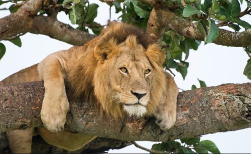 Tree Climbing Lions of Ishasha-Big 5 Trips