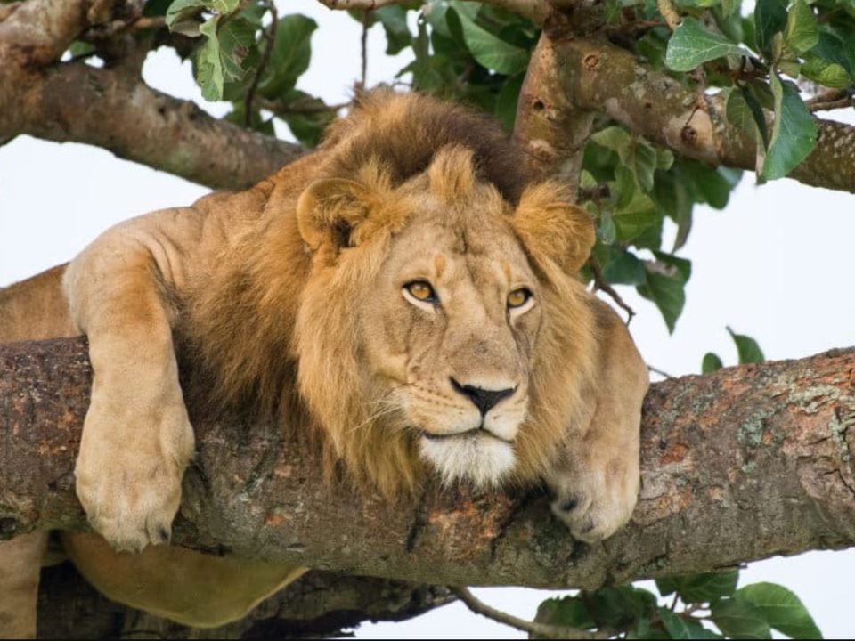 Tree Climbing Lions of Ishasha-Lions in Uganda