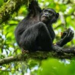 Chimpanzee Trekking in Kalinzu Forest-Safari Experience