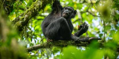 Chimpanzee Trekking in Kalinzu Forest-Safari Experience