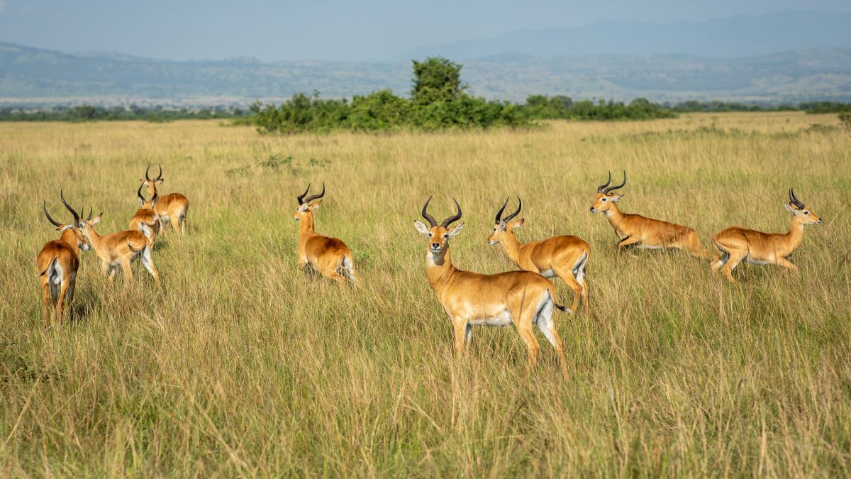 Safari experience-Pearl of Africa-Visiting Uganda