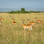 Safari experience-Pearl of Africa-Visiting Uganda