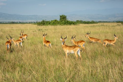 Safari experience-Pearl of Africa-Visiting Uganda