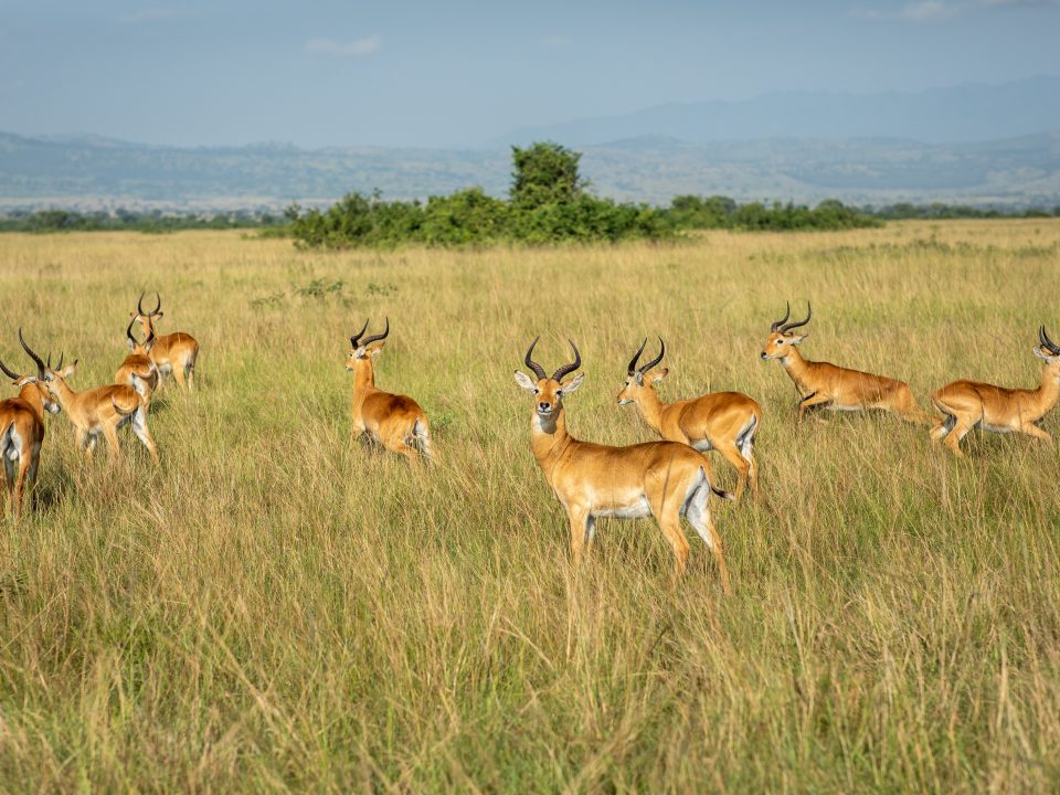 Safari experience-Pearl of Africa-Visiting Uganda