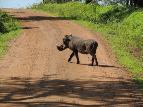 Ziwa Rhino Sanctuary
