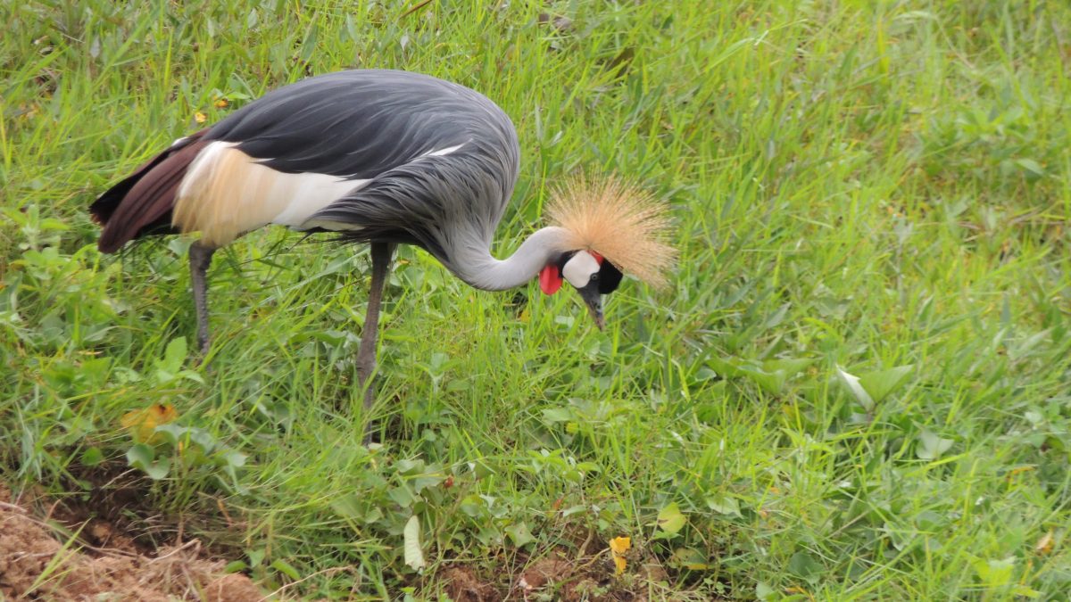 Uganda’s Crested Crane