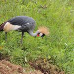 Uganda’s Crested Crane