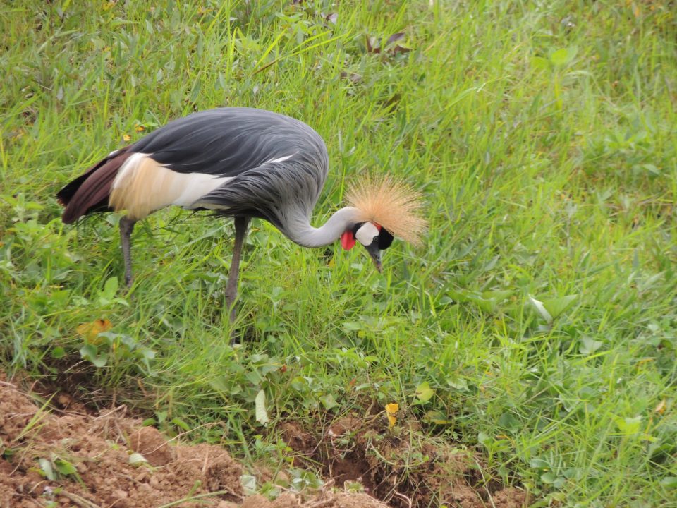 Uganda’s Crested Crane