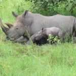 Ziwa Rhino Sanctuary-Uganda- Big 5 Trips