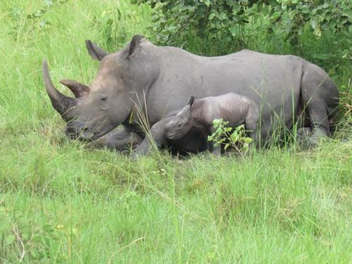 Ziwa Rhino Sanctuary
