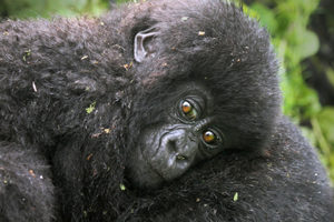 Bwindi N.P- Rwanda’s Great Apes- Gorilla Trekking