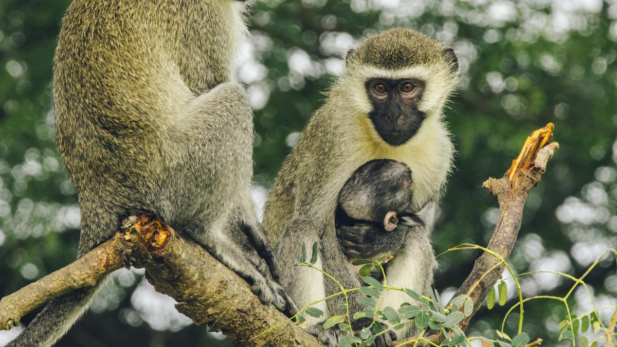 Uganda & Rwanda-Golden Monkey