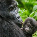 Gorilla Trekking