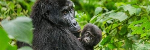  Safe Gorilla Trekking