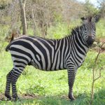 Uganda Safari- Lake Mburo