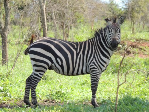 Uganda Safari- Lake Mburo 