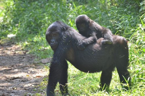 Bwindi Impenetrable