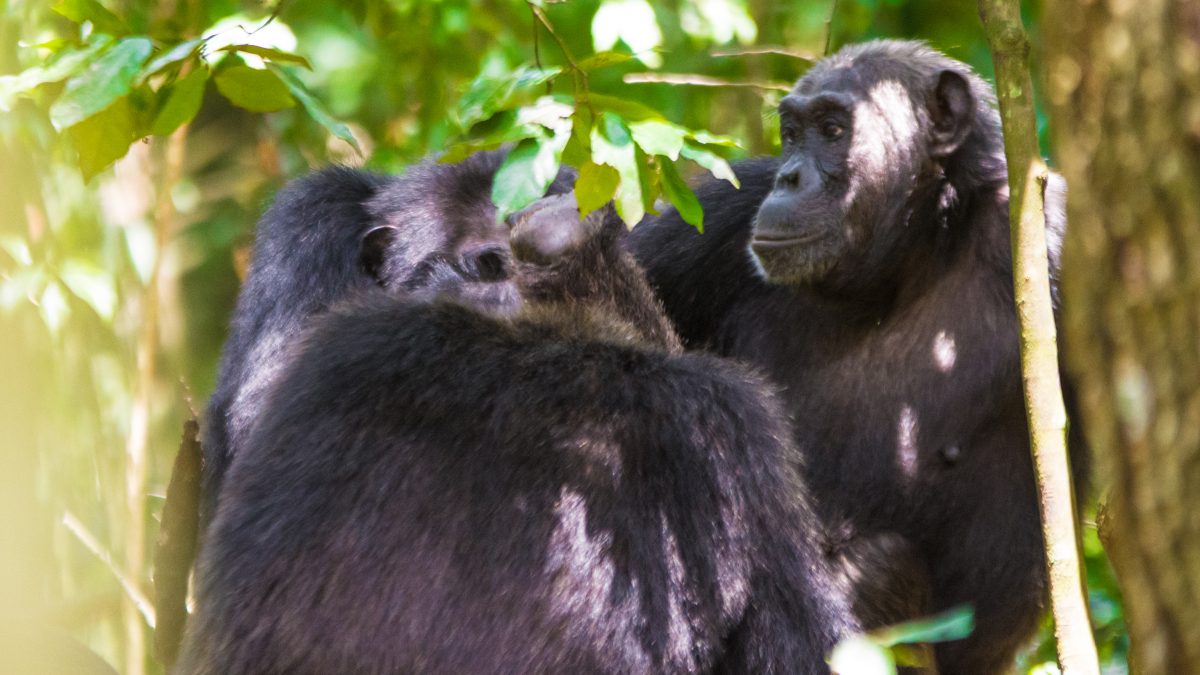 Rwanda’s Great Apes- Uganda National Park