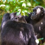 Rwanda’s Great Apes- Uganda National Park