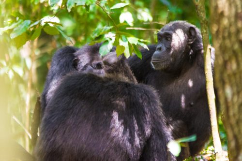 Rwanda’s Great Apes- Uganda National Park