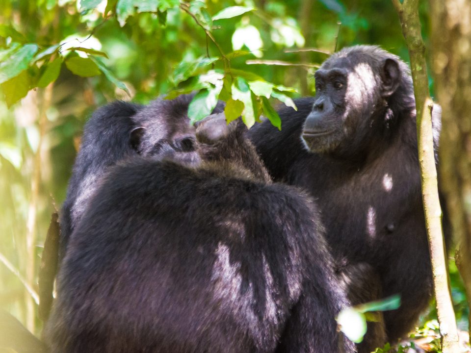 Rwanda’s Great Apes- Uganda National Park