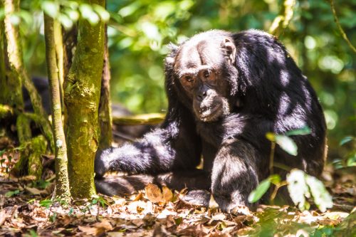 Rwanda’s Great Apes-Kyambura vs Kalinzu