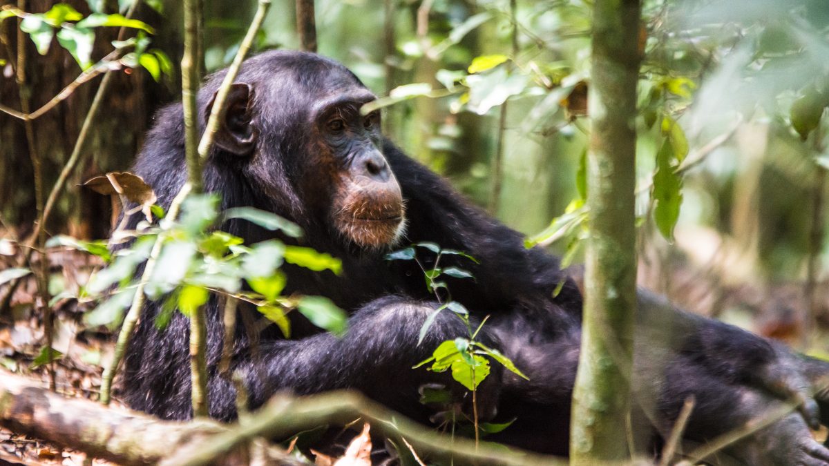 Uganda’s Hidden Gems