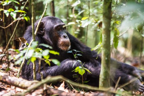  Rwanda’s Great Apes