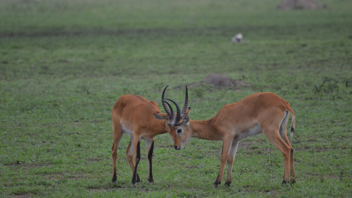 Uganda Safari-Gems of Uganda