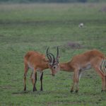 Uganda Safari-Gems of Uganda