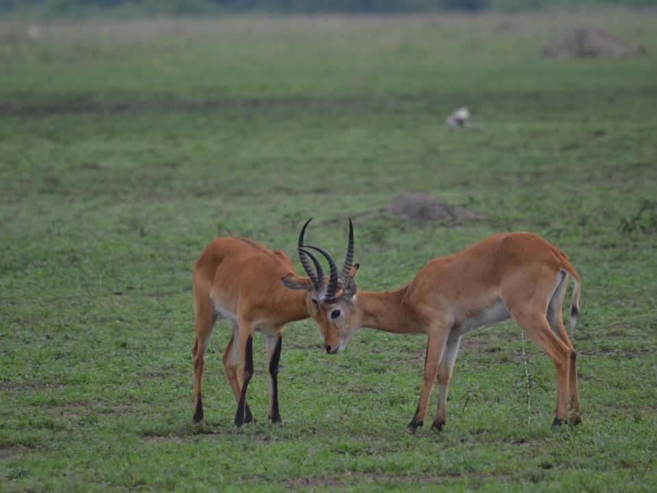 Uganda Safari-Gems of Uganda