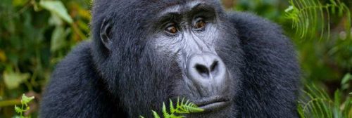 Gorilla Trekking- Travel Destinations